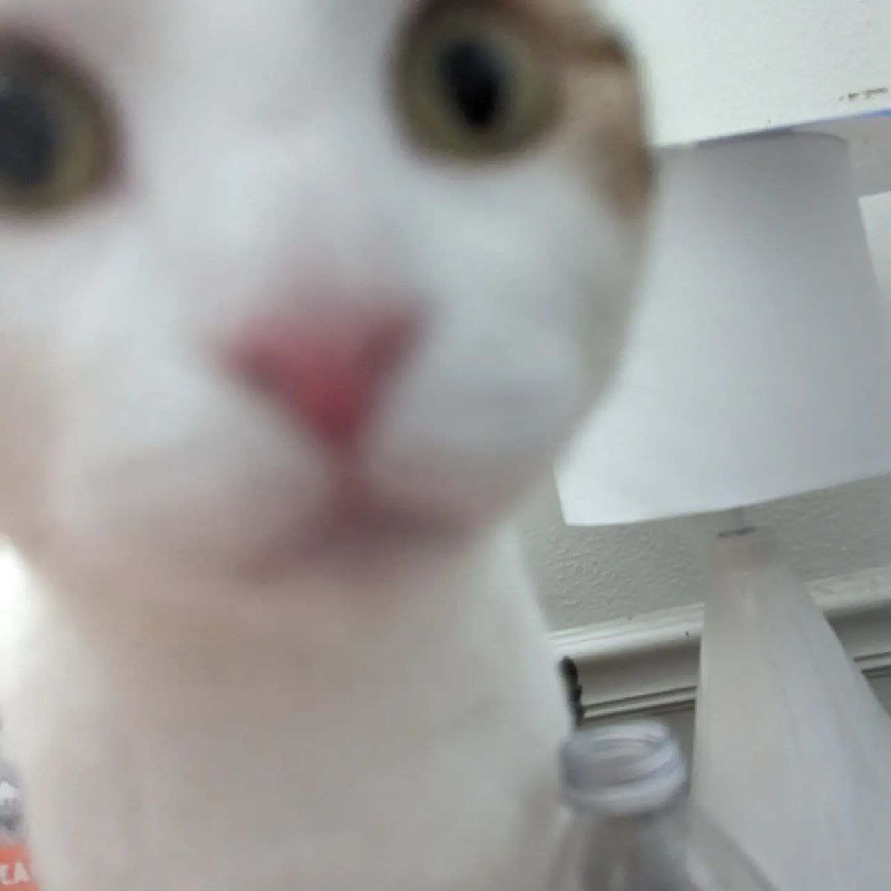 A picture of my wonderful cat